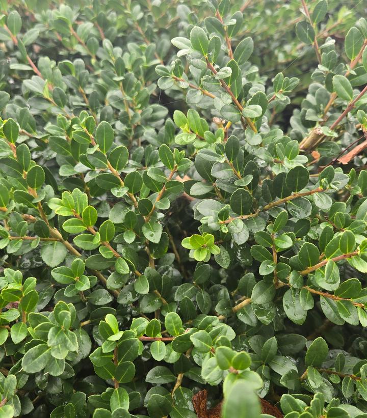 Image Credit: Prides Corner Farms