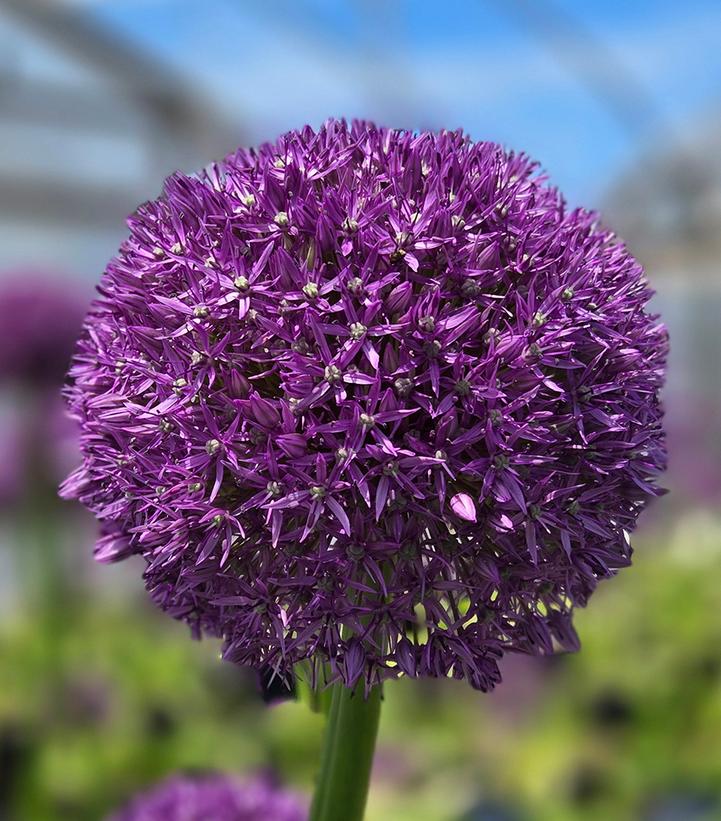 Image Credit: Prides Corner Farms