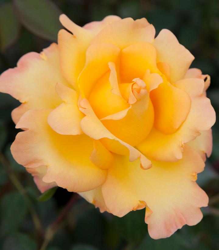 Image Credit: Star Roses and Plants