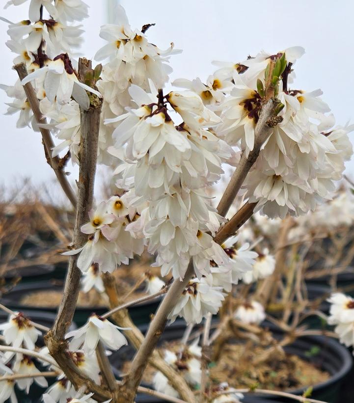 Image Credit: Prides Corner Farms