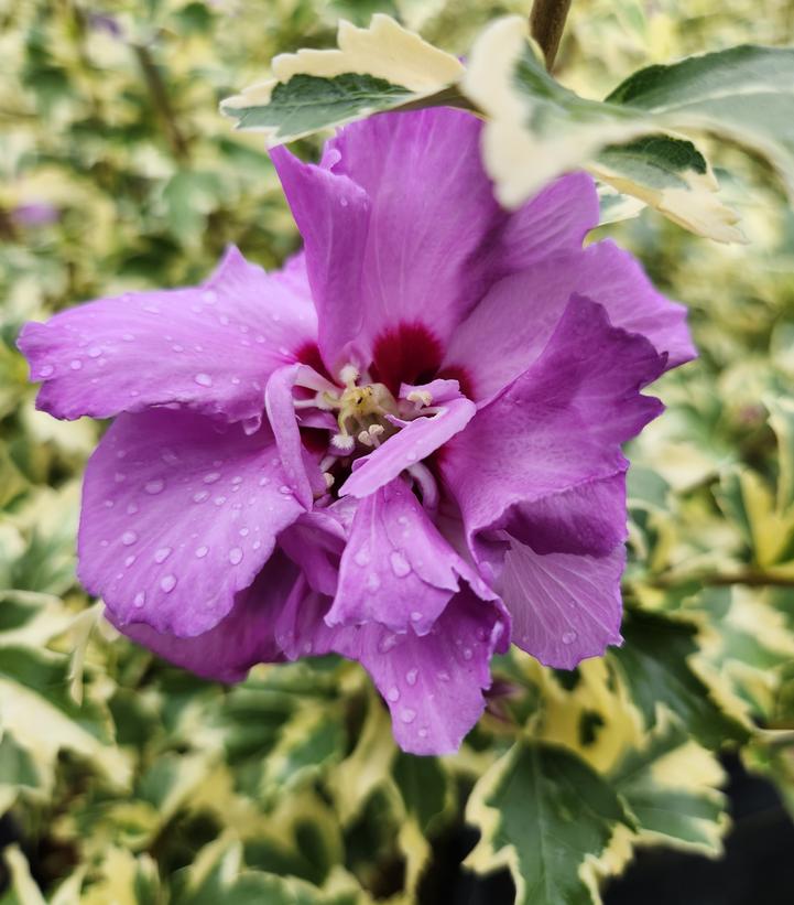 Image Credit: Prides Corner Farms