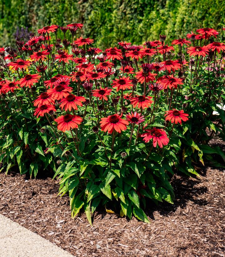 Image Credit: Bloomin' Easy