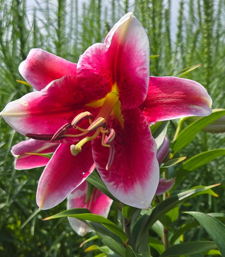 Image Credit: Prides Corner Farms