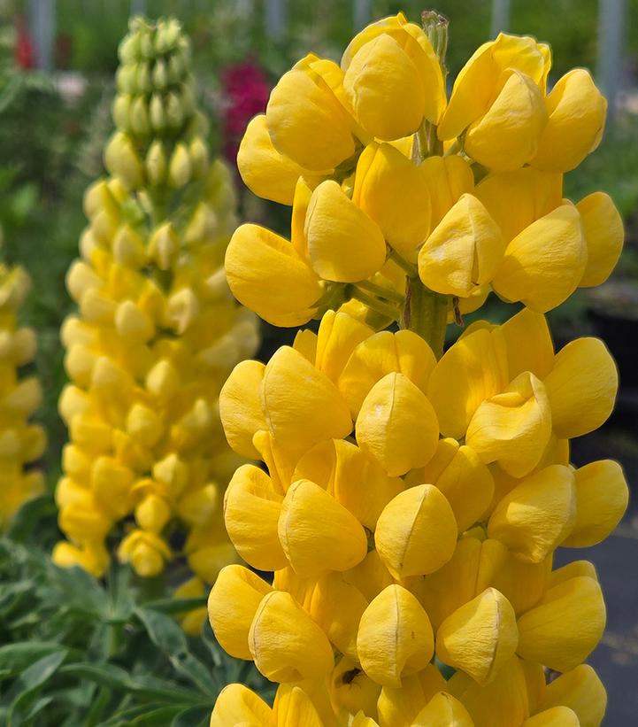 Image Credit: Prides Corner Farms