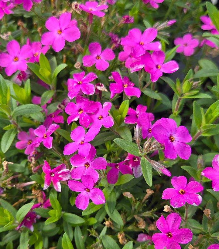 Image Credit: Prides Corner Farms