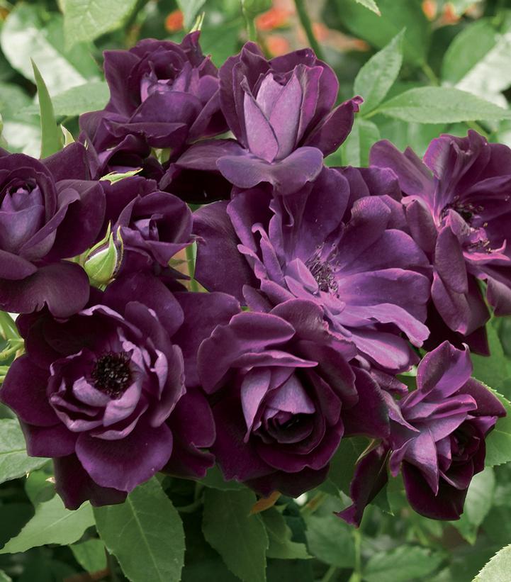 Image Credit: Star Roses