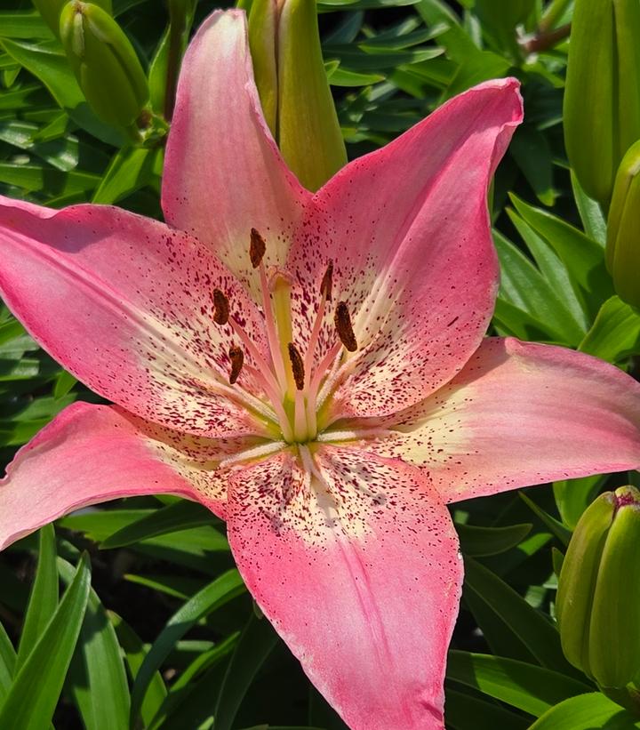 Image Credit: Prides Corner Farms