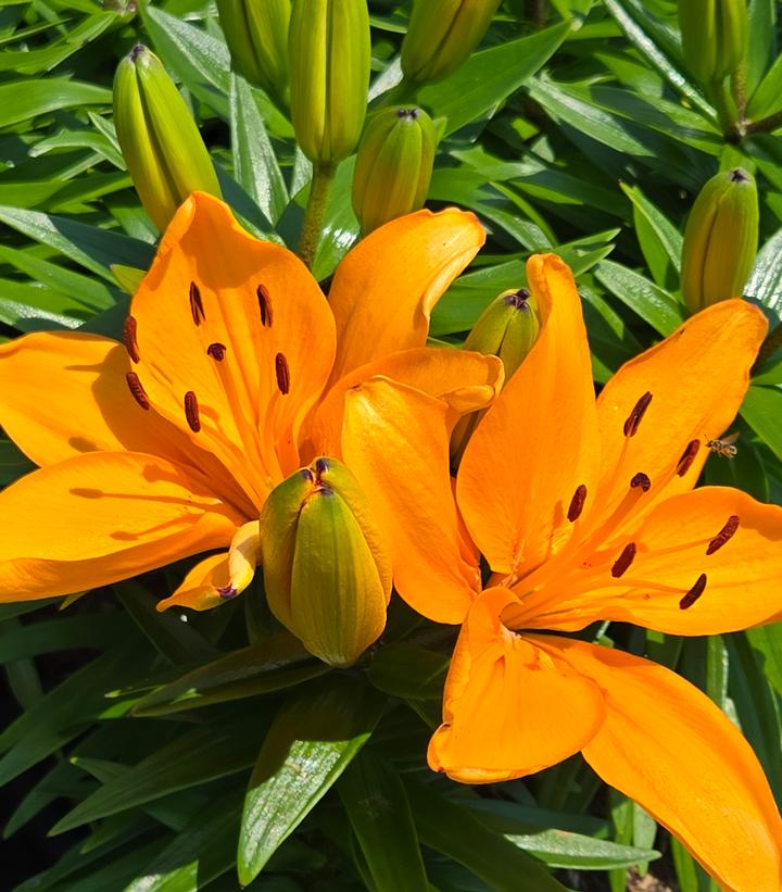 Image Credit: Prides Corner Farms