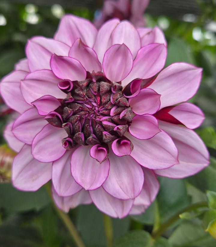 Image Credit: Prides Corner Farms