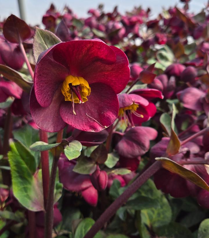 Image Credit: Prides Corner Farms