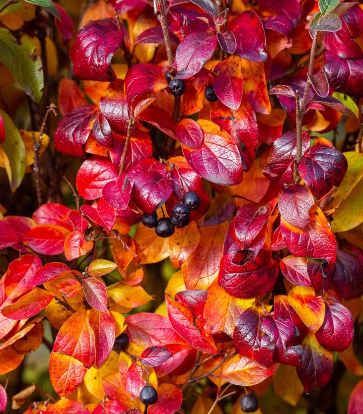 Image Credit: Adobe Stock