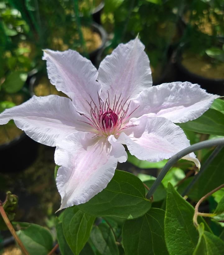 Image Credit: Prides Corner Farms