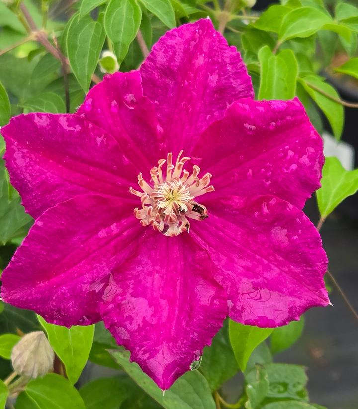 Image Credit: Prides Corner Farms