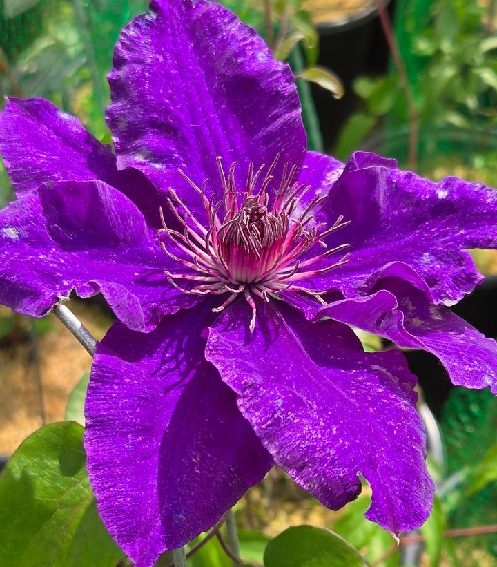 Image Credit: Prides Corner Farms