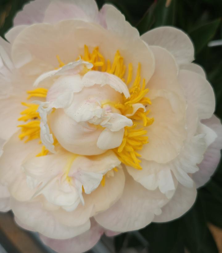 Image Credit: Prides Corner Farms