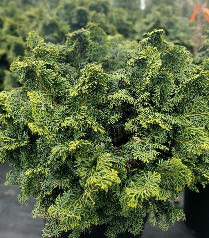 Image Credit: Prides Corner Farms