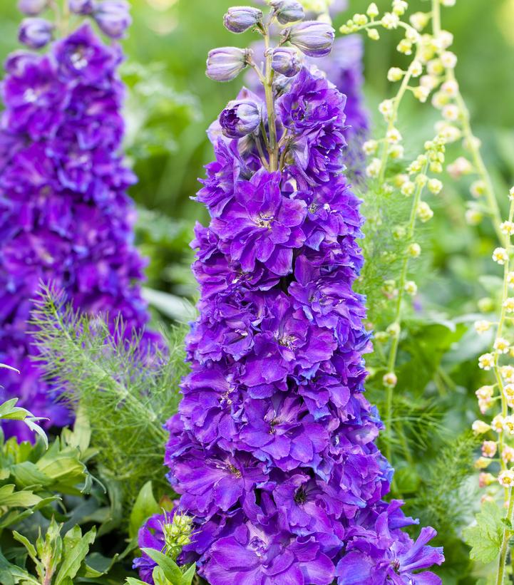 Image Credit: Pacific Plug & Liner