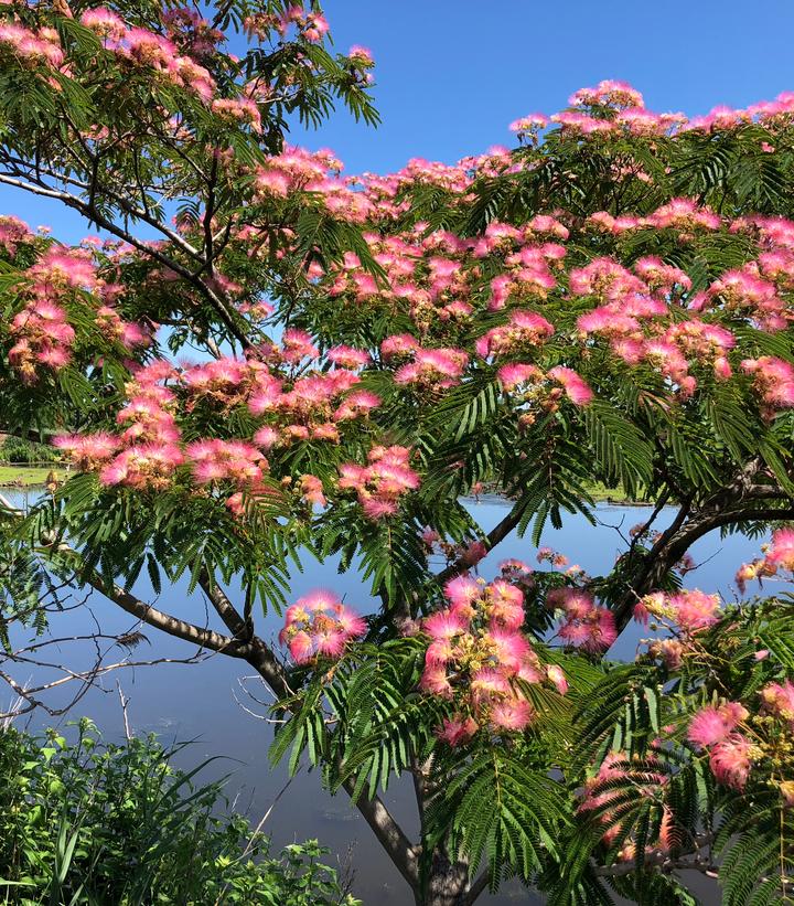 Image credit: Famatin