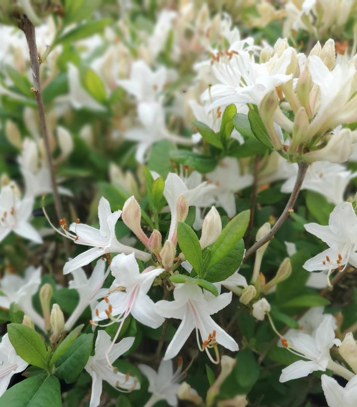 Image Credit: Prides Corner Farms