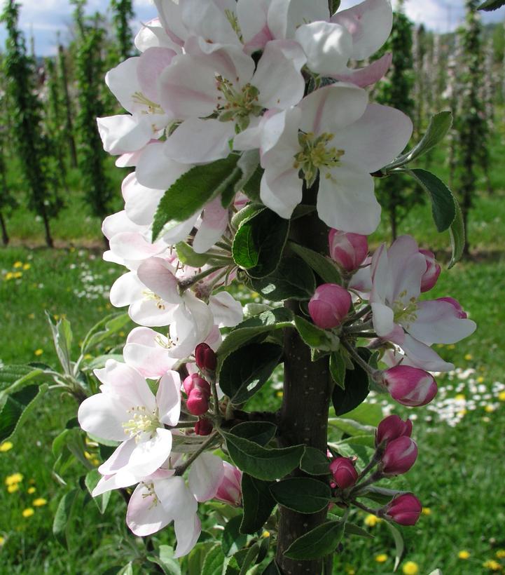 Image Credit: Plants Nouveau