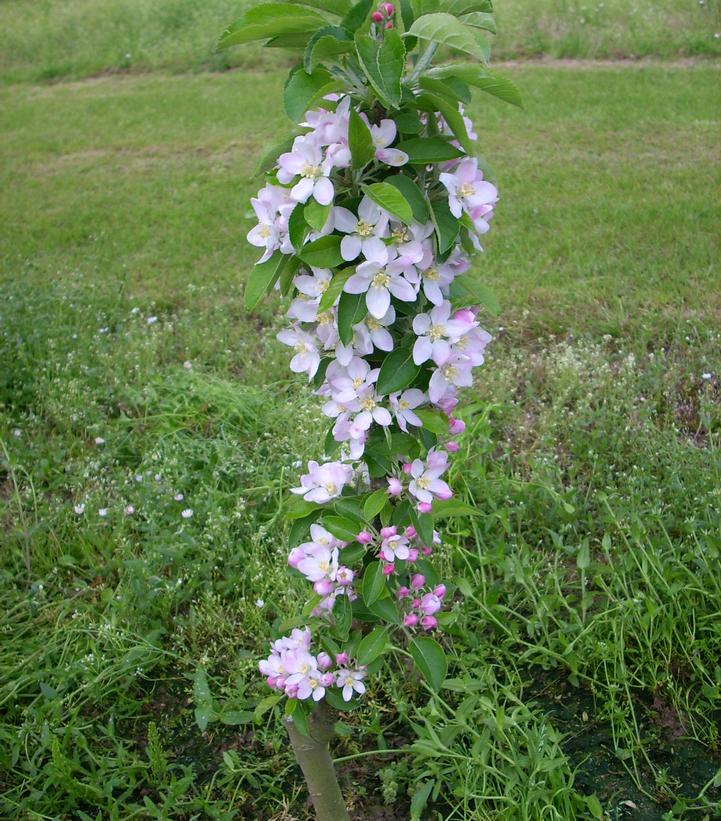 Image Credit: Plants Nouveau