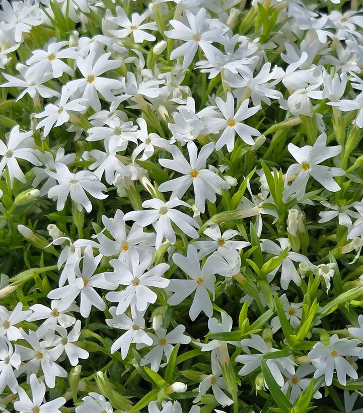 Image Credit: Prides Corner Farms