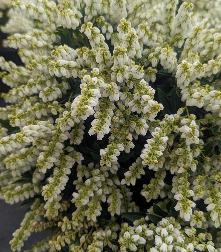 Image Credit: Prides Corner Farms