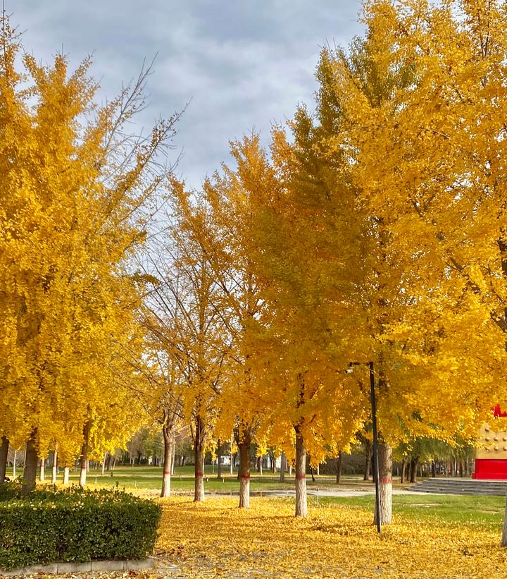 Fall color- Image Credit: Wikipedia