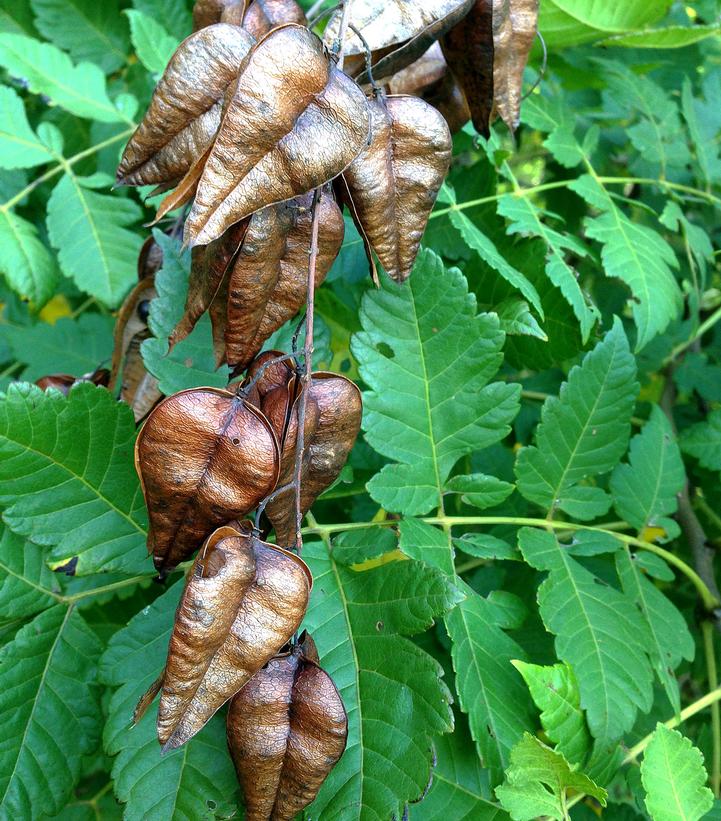 Image Credit: Wikipedia