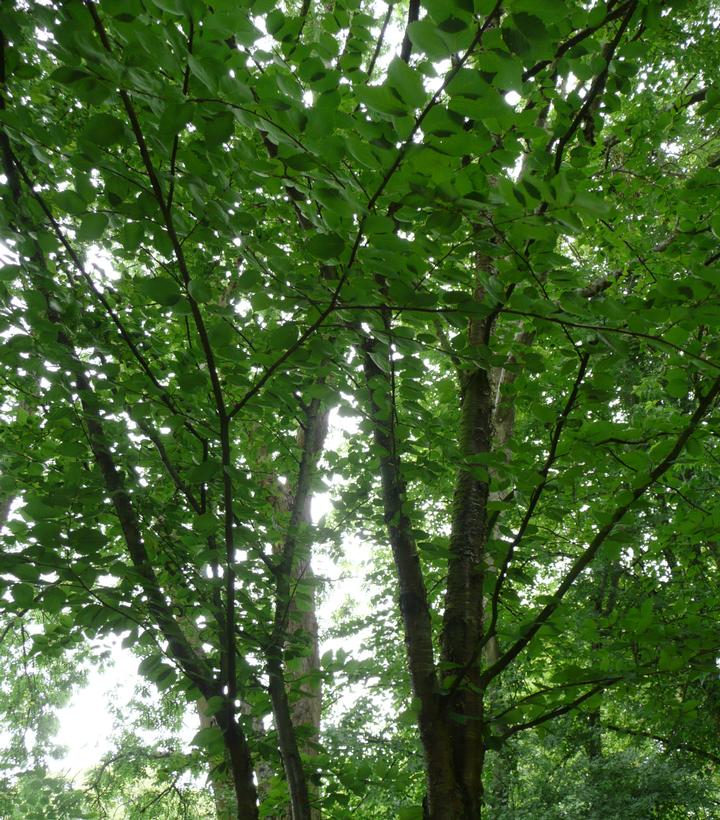 Image Credit: Wikipedia