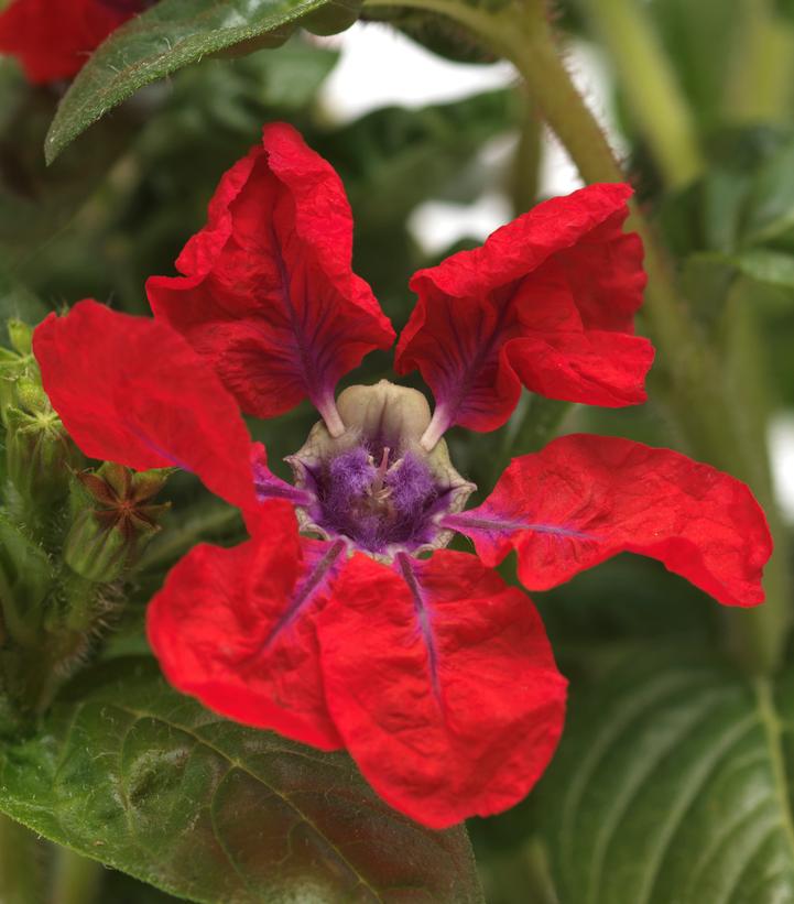 Image Credit: Ball Horticultural Company