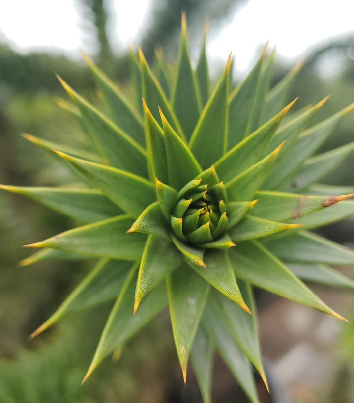 Image Credit: Prides Corner Farms