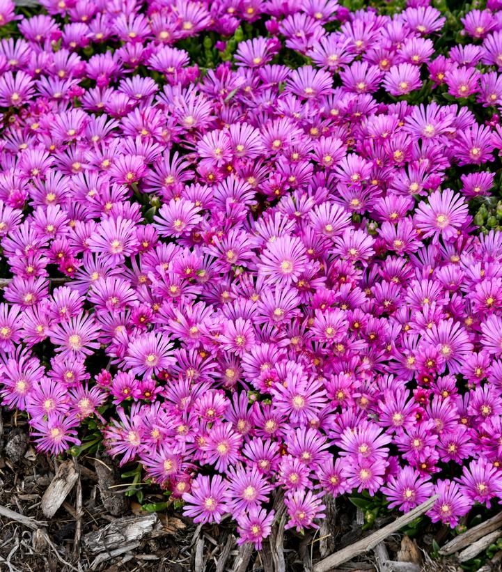 Image credit - Walters Gardens