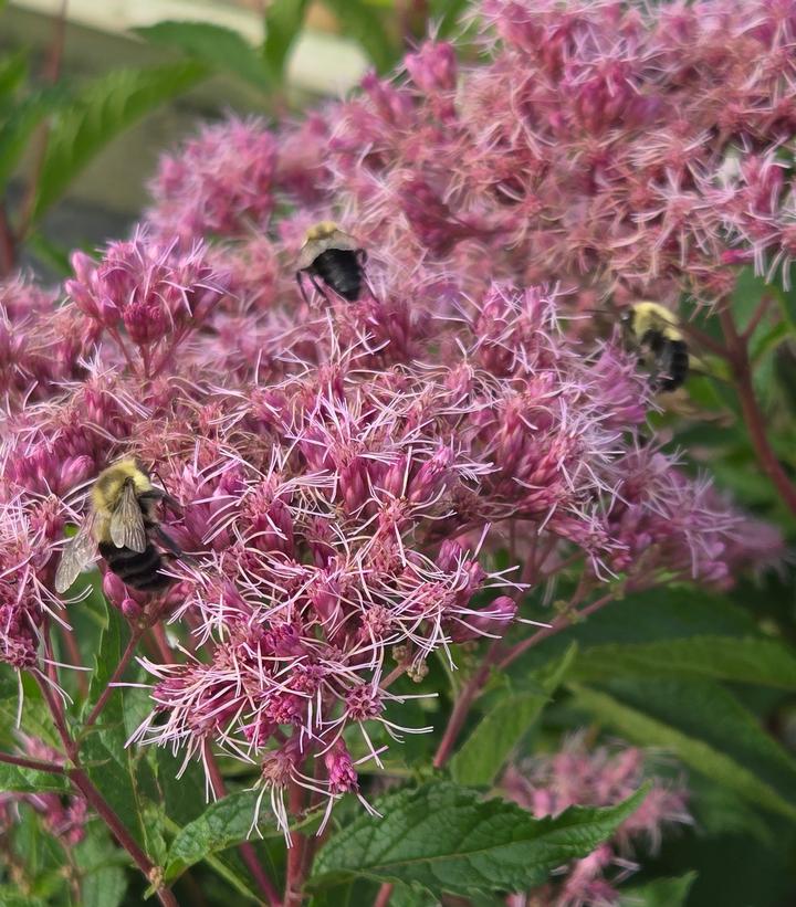 Image Credit: Prides Corner Farms