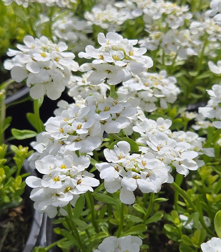 Image Credit: Prides Corner Farms