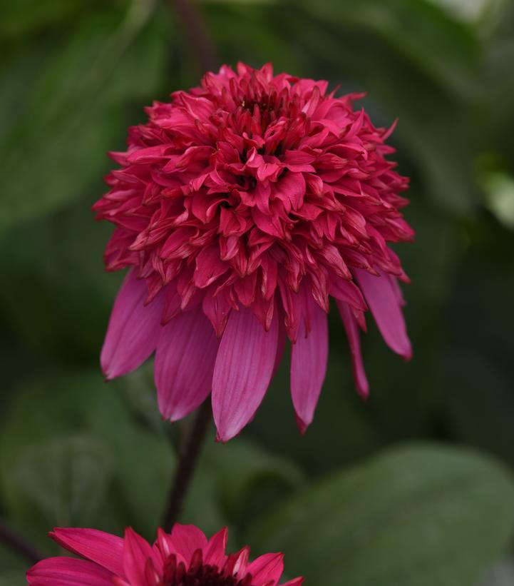 Image Credit: Proven Winners