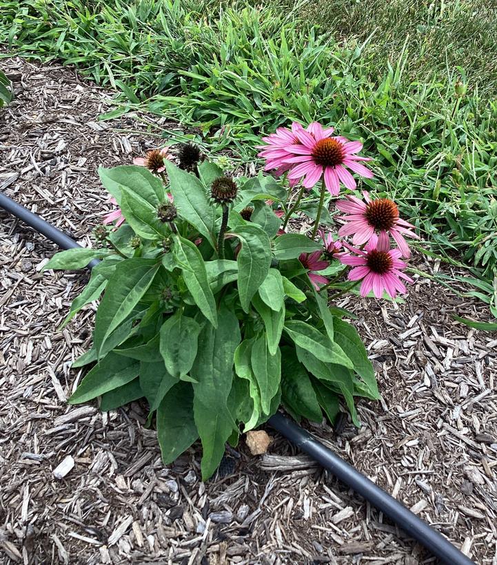 Image Credit: Penn State University