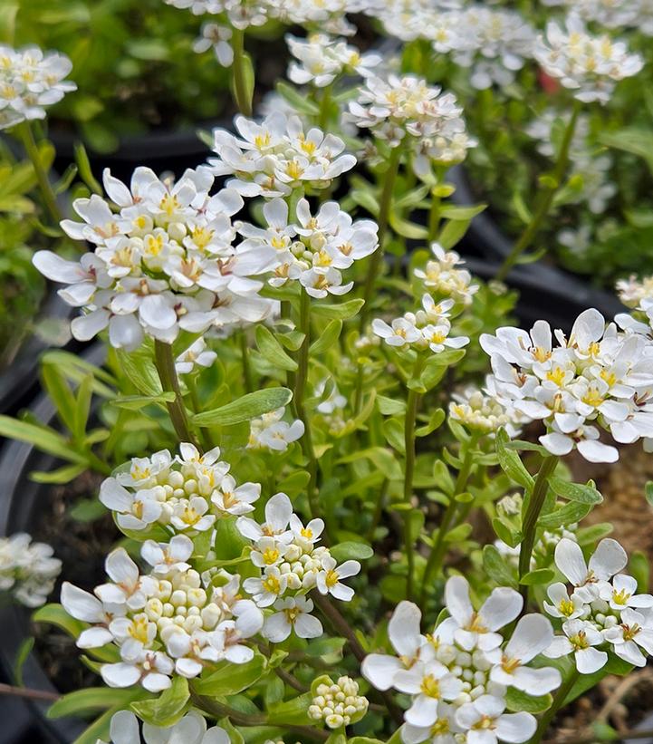 Image Credit: Prides Corner Farms