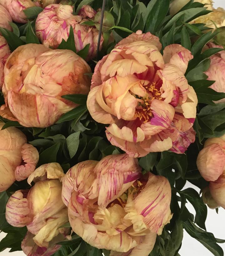 Image Credit: Ball Horticultural