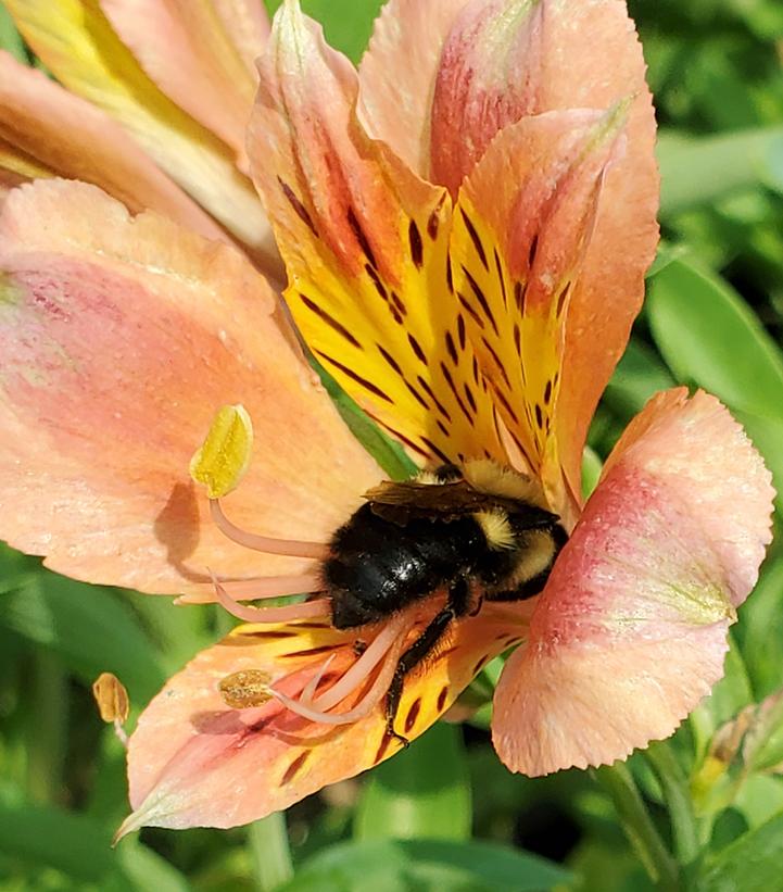 Image Credit: Prides Corner Farms