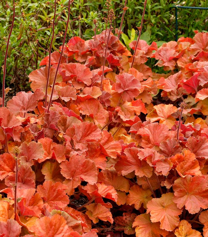 Image Credit: Terra Nova Nurseries