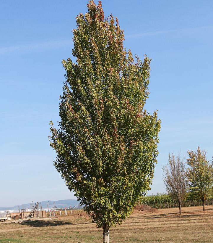 Image Credit: J. Frank Schmidt & Son Co.