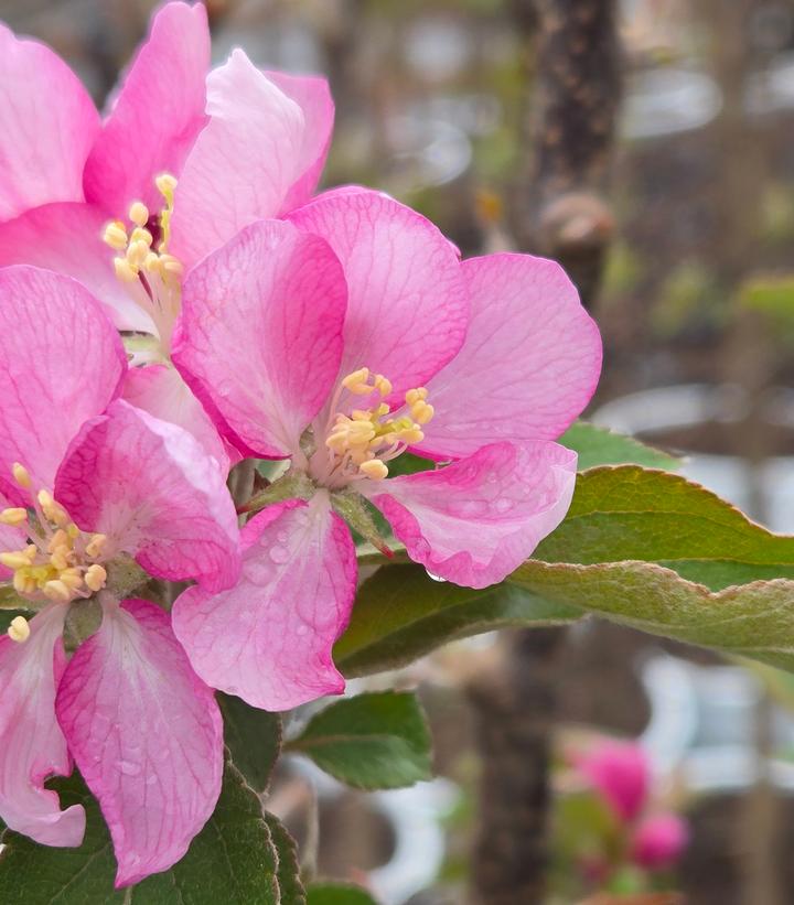 Image Credit: Prides Corner Farms