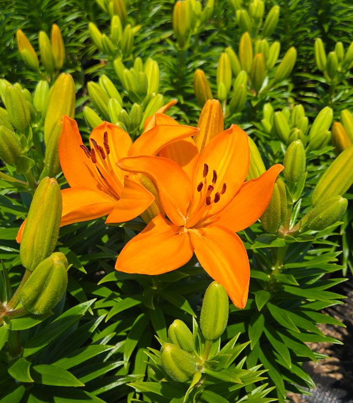 Image Credit: Prides Corner Farms