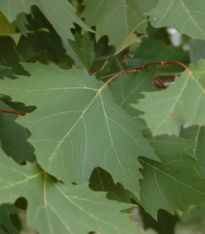 Image Credit: Plants Nouveau