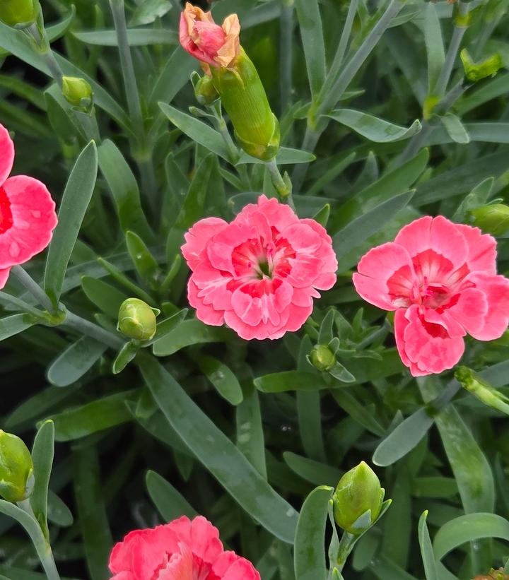 Image Credit: Prides Corner Farms