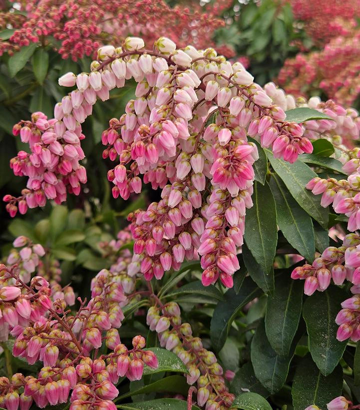 Image Credit: Prides Corner Farms