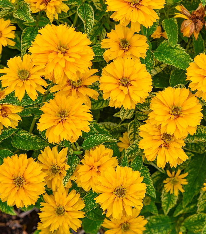 Image Credit: Walters Gardens