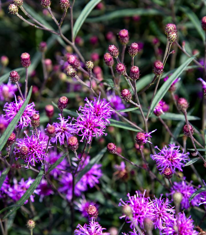 Image Credit: Walter Gardens