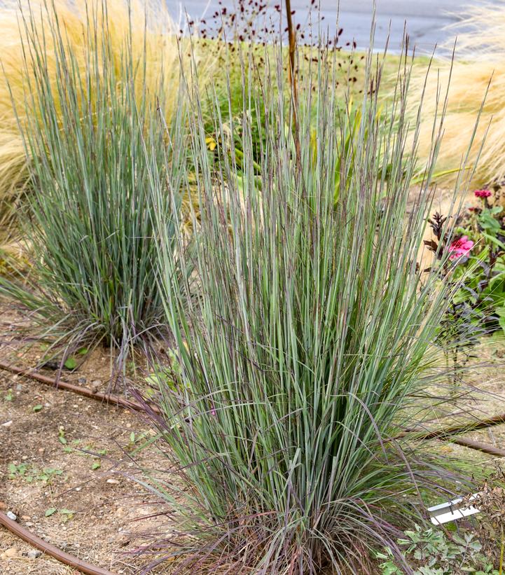 Image Credit: Walters Gardens